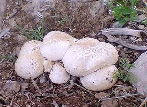 خرید قارچ دنبلان